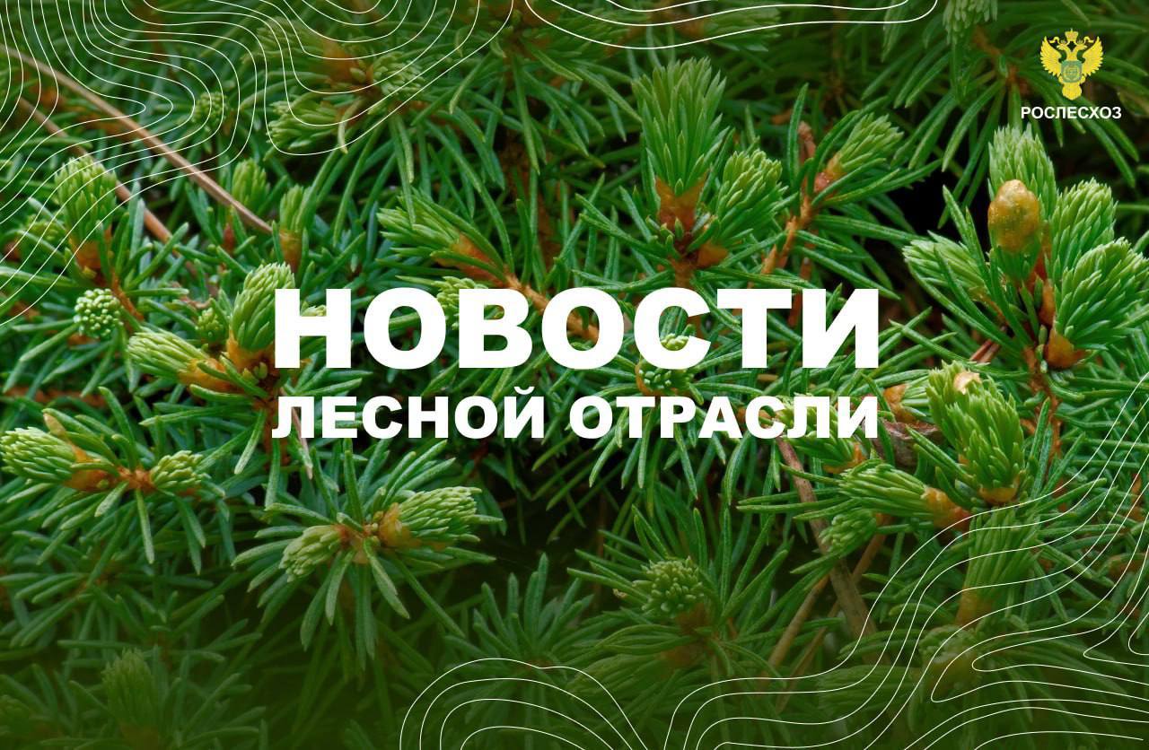 ТАСС: Кожемяко: оборот лесопромышленных предприятий в Приморье вырос на 16% РИА Новости: В России потушили 53 природных пожара за сутки MK. RU: Федеральная авиалесоохрана усиливает группировку в Бурятии для борьбы с лесными пожарами Smotrim. ru: Авиапожарные Авиалесоохраны используют беспилотники для тушения лесных пожаров Область 45: В зауральских лесах экспериментируют с биологическим методом борьбы с насекомыми Tomsk. ru: Томские питомники завершили посев семян для восстановления лесов Комсомольская правда: Иркутская область на втором месте в России по увеличению защитных лесов