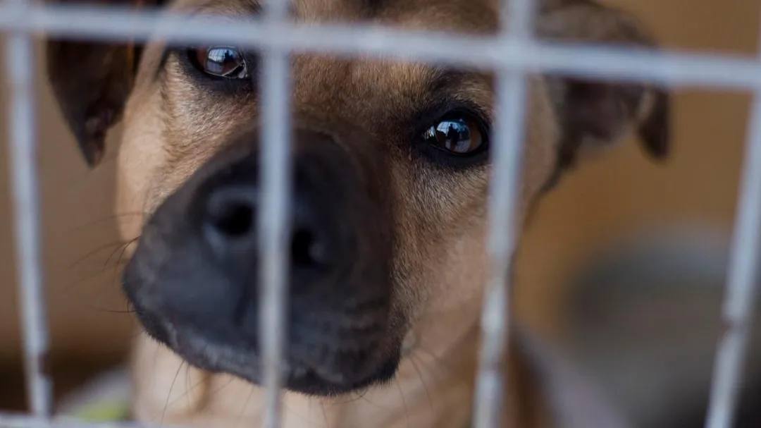 Штрафы за жестокость к животным на приюты новая инициатива депутатов Парламентарии предлагают изменить порядок расходования штрафов за жестокое обращение с животными направляя эти средства на финансирование приютов для животных Сейчас законодательство предусматривает как административную так и уголовную ответственность за жестокое обращение с животными в том числе в виде штрафов и иных денежных взысканий Однако согласно Бюджетному кодексу поступления от таких штрафов зачисляются в бюджеты без целевого назначения При этом приюты для животных хронически страдают от нехватки стабильного финансирования