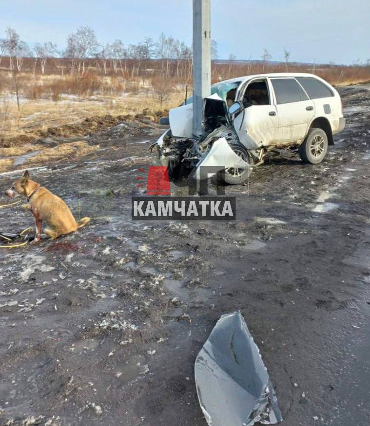 Еще фото с места смертельного ДТП на 29 км прислал в редакцию подписчик «ЧП Камчатка»  По уточненной информации, собака не выбегала на дорогу, а была в машине со своим хозяином. Животное вылетело из автомобиля из-за удара, на данный момент волонтеры экстренно везут собаку в ветеринарную клинику.