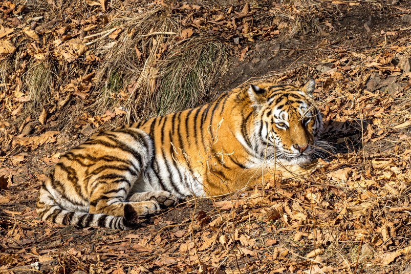 Первого в 2026 году конфликтного тигра отловили в Приморье Хищника поймали в окрестностях села Верхний Перевал Читать подробнее на сайте