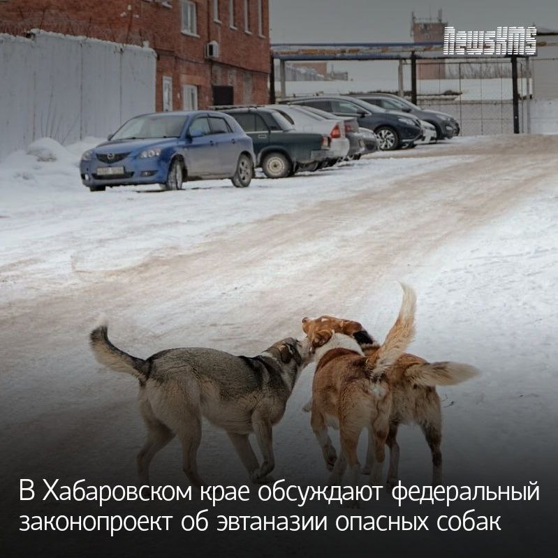 В Хабаровском крае началось активное обсуждение проекта федерального закона, который может разрешить гуманную эвтаназию ставших опасными для людей бездомных собак. Законопроект подготовила группа депутатов Государственной думы России. Он направлен в регионы страны для сбора отзывов и предложений.  - У нас практически каждый день фиксируются нападения бродячих собак на детей. Напомню, высшая ценность – человек. Мы его обязаны защитить. А уж тем более ребёнка. Сам же он пока беззащитен. Обсуждение законопроекта будет открытым, - отметил председатель Государственной думы России Вячеслав Володин.