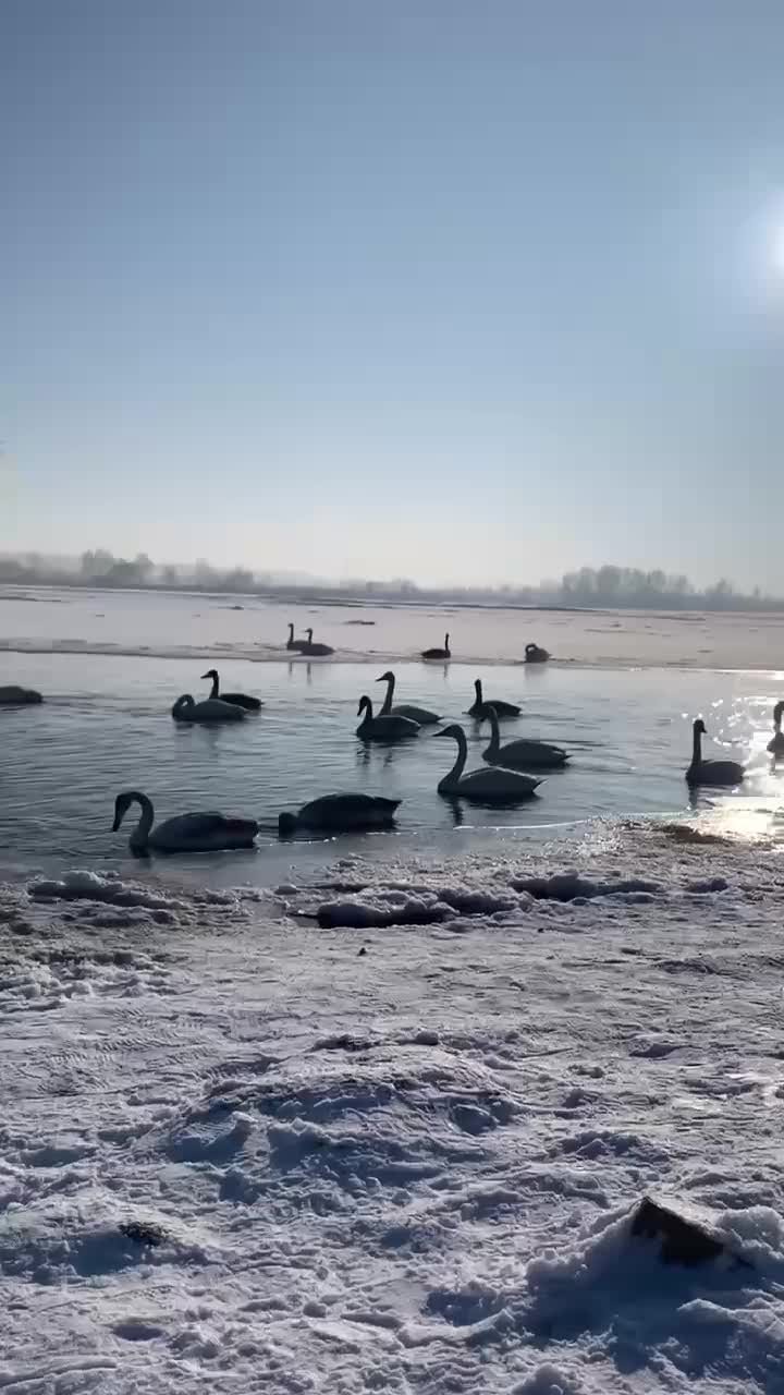 Лебеди обосновались на реках Приморска и Бийска