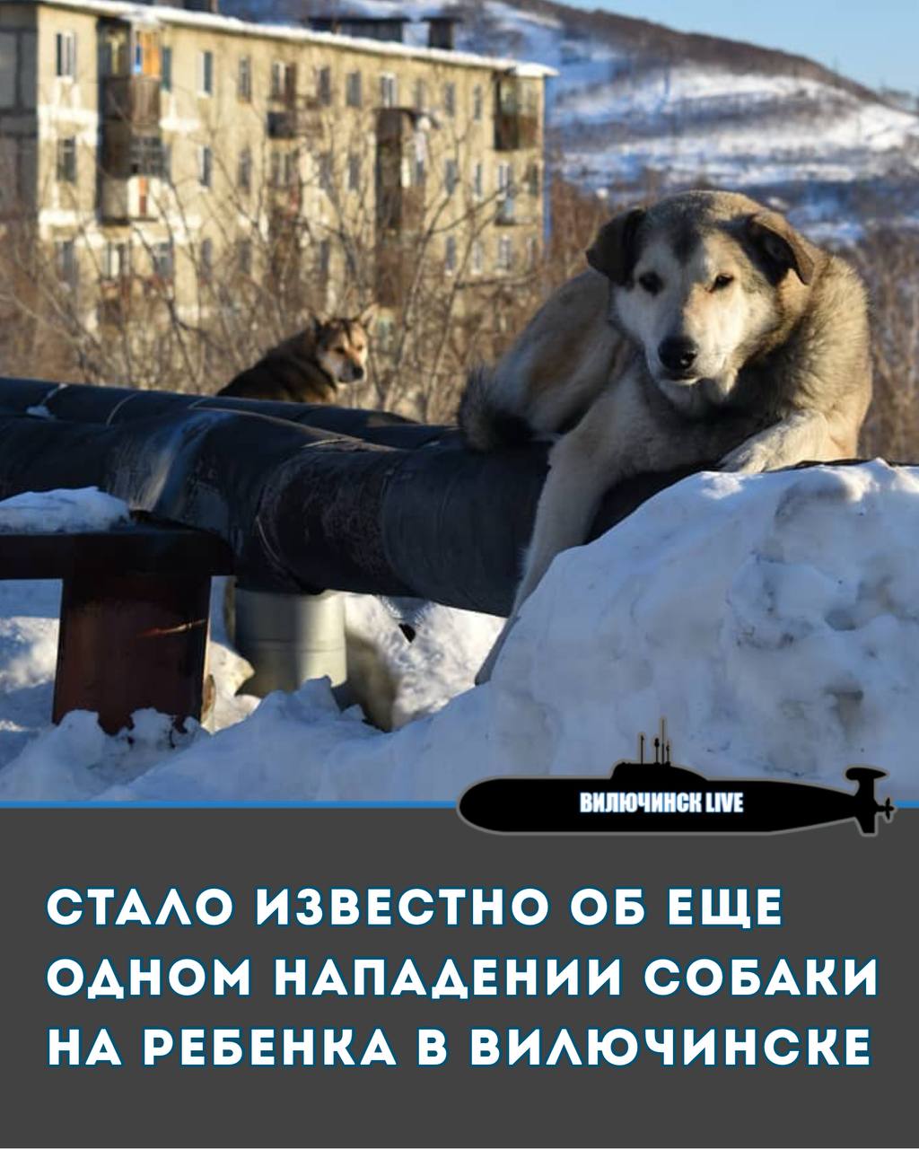 Стало известно об еще одном нападении собаки на ребенка в Вилючинске 10 февраля пес напал на 17 летнюю девушку и порвал ей одежду Госпитализация не потребовалась Прокуратура начала проверку