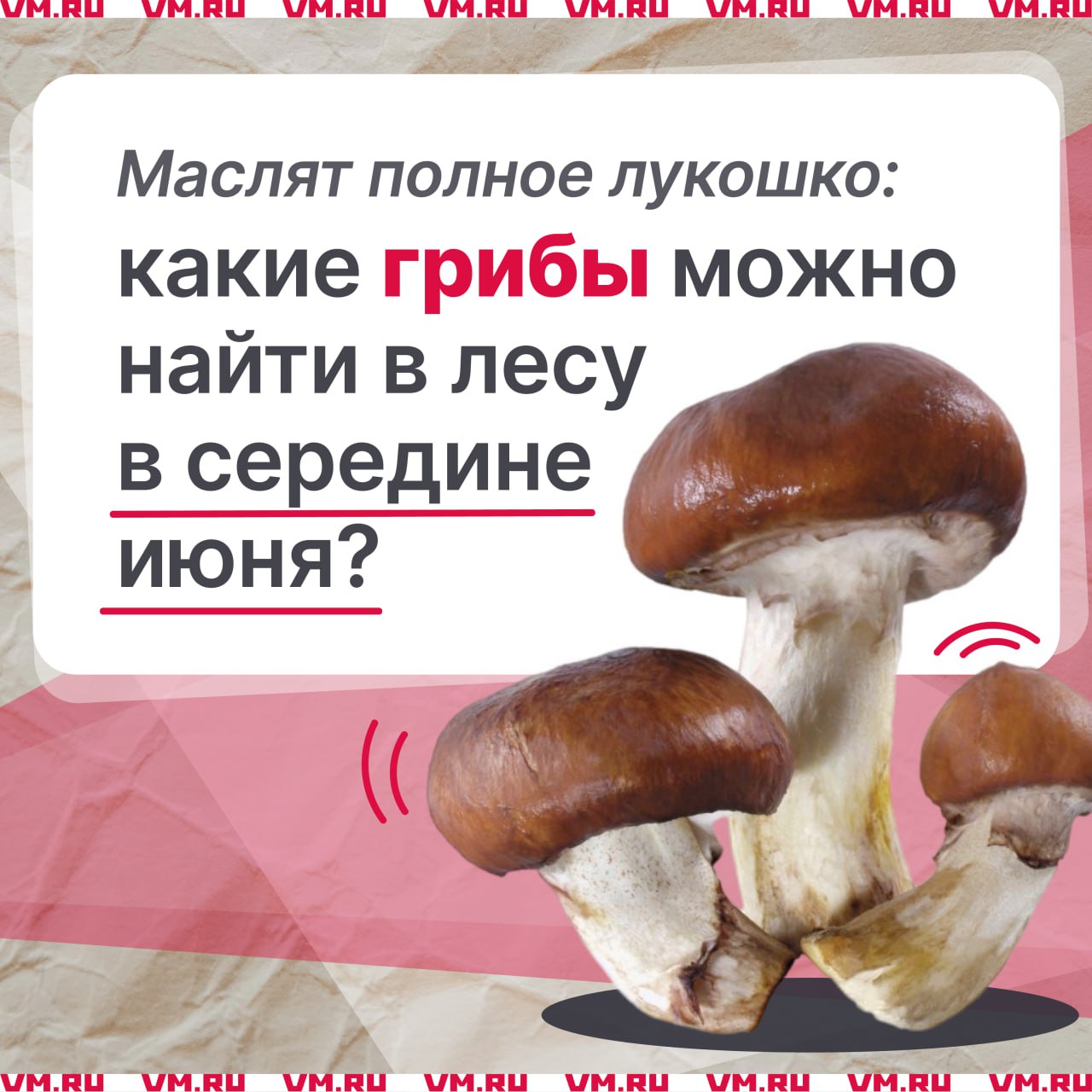 ‍  Первые подберезовики и другие губчатые грибочки уже вовсю находят в Подмосковье. Более того, матерые грибники делают это с самого начала июня  И это совершенно закономерно! Дело в том, что в последние несколько лет погодные условия были не совсем стандартные, поэтому нормальные «биоритмы» года нарушились.  Согласно прогнозам грибника Сергея Федотова, сегодняшнюю волну грибов легко объяснить его теорией температурно-влажностных провокаций: после жары и резкого похолодания грибочкам пришел срок «вылезти наружу».    Первыми в этом году показали себя маслята, и прошли они довольно бурной волной. Сейчас кое-где замечены белые, пока небольшие, а в Ногинском и Раменском районах появились подосиновики — они, как известно, любят прохладу.  Подберезовиков-колосовиков сейчас пока еще мало, и многие из них — червивые. Но тем не менее по грибным местам пробежаться стоит.    Летние опята тоже появились массово. Лучшее их использование — жарка или варка супа.    Подписаться на «Вечернюю Москву»