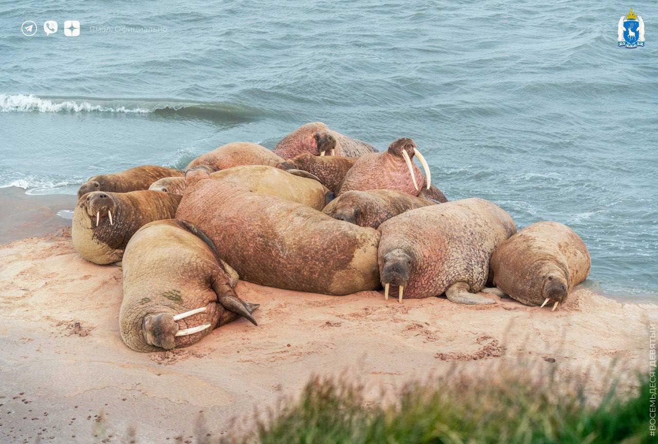 Они вернулись      Атлантические моржи снова отдыхают на ямальском побережье Карского моря, и с каждым годом их становится всё больше        Учёные выяснили, что животные обитали здесь и ранее. Моржи пережили несколько ледниковых периодов, но потом перестали останавливаться в этих местах. Сейчас они стабильно возвращаются на побережье, потому что у нас комфортно и безопасно: пляж очистили волонтёры, а на территории создали Тиутей-Яхинский заказник.    Судя по фотографиям, краснокнижники курортом довольны        Дмитрий Тюшев   ‍  ЯМАЛ. Официально   Подписаться