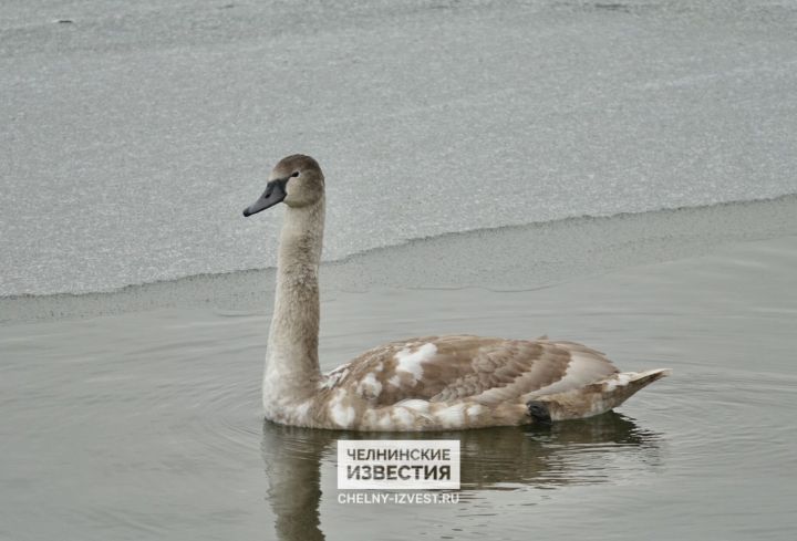 Почему зима не торопится нагрянуть в Татарстан  В Татарстане в первой половине ноября температура на 3-4 градуса выше климатической нормы. Среднесуточная температура должна составлять -2 градуса, но до сих пор она плюсовая.  По прогнозу Гидрометцентра РТ, до 18 ноября похолодания не предвидится. На это влияет прогретый североатлантический циклон. Теплая воздушная масса отодвигает холод с нашей территории.  «В 20-х числах должен быть устойчивый переход через -5 градусов, но у нас зима задерживается», - рассказал профессор КФУ Юрий Переведенцев.  Зима, по долгосрочному прогнозу Гидрометцентра РТ, должна быть около нормы.