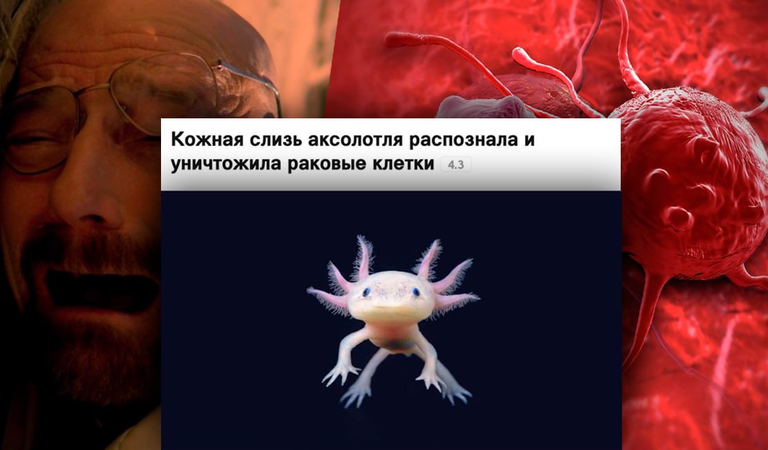 Слизь аксолотля победила рак. Немецкие исследователи обнаружили, что кожная слизь аксолотля — милого земноводного из Мексики — способна уничтожать раковые клетки. В лабораторных тестах антимикробные пептиды из слизи точечно подавили опухоли молочной железы и лёгких без вреда для здоровых клеток. Теперь ученые планируют создать на этой основе новое универсальное лекарство.