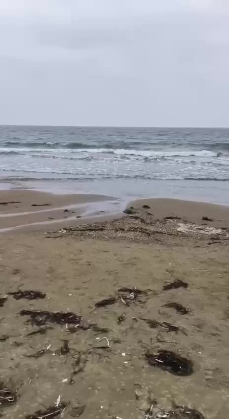 Отдыхающие на Шаморе во Владивостоке обнаружили сброс канализационных стоков в море