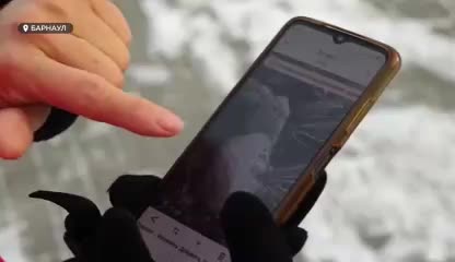 В Барнауле начнется снос аварийных деревьев в парке имени Ленина для благоустройства