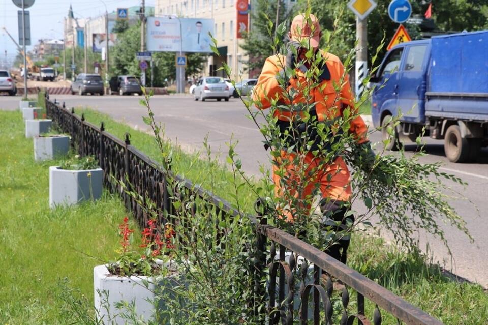 Озеленение Читы начнется, когда будет разработан конкретный план с учётом особенностей каждого района города.  «Для озеленения города нужно иметь представление, как это делать. А не так, что захотели и воткнули берёзку, тут ёлку, а потом она сгорела. Подобная история уже несколько нет длится», - рассказала сити-менеджер Инна Щеглова.  По её словам, совет по озеленению разрабатывает план для каждого района города, в котором будет описано, какие деревья можно сажать, а какие нельзя с учётом нашего климата.  Она добавил, что разработка план идёт медленно из-за учёта информации, которой много.