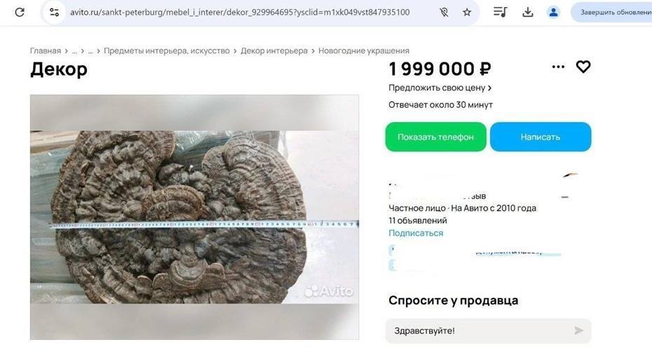 ‍  В Петербурге продают гигантский краснокнижный гриб почти за 2 млн рублей  Гриб весом 5,5 кг и размером 65 на 70 см выставили на продажу за 1,9 млн рублей. Продавец называет его "символом вечности и благополучия" и предлагает использовать как элемент декора или подарок. При этом не упоминается, что гриб занесён в Красную книгу РФ.     True Питер