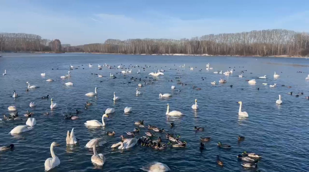 Правительство Алтайского края Лебедей на озере Светлое становится все больше Пока что часть птиц предпочитают проводить свое время на полях Там они питаются кукурузой которая осталась после уборки урожая ведь это естественный для них корм Но с наступлением холодов и увеличением снежного покрова лебеди переберутся на незамерзающее озеро Светлое для зимовки Там они пробудут до марта В озере температура воды даже в самые сильные морозы не опускается ниже 4 градусов из за теплых ключей которые бьют со дна водоема Также лебедей там регулярно подкармливают А еще вода для пернатых отличный способ защиты от некоторых хищников например от лис Для людей есть свои плюсы красивые фото и возможность понаблюдать за грациозной птицей вблизи К слову за последние несколько лет в Алтайском крае обновили 12 подробнее на канале Правительство Алтайского края