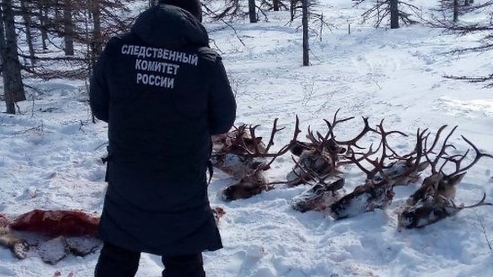 В скандал со смягчением приговора убийцам краснокнижных оленей вмешалась Генпрокуратура  Депутат Государственной Думы инициировал обращение в Генеральную прокуратуру: дело направлено в кассационную инстанцию, где будет заново рассмотрен гражданский иск.   «К сожалению, апелляционная инстанция приняла решение, которое мы считаем несправедливым: сроки наказания для преступников были уменьшены, а размер ущерба значительно снижен. Это вызвало у неравнодушных граждан глубокое возмущение»,  - опубликовал на своей странице в VK Алексей Корниенко.    Скачай приложение SakhPost