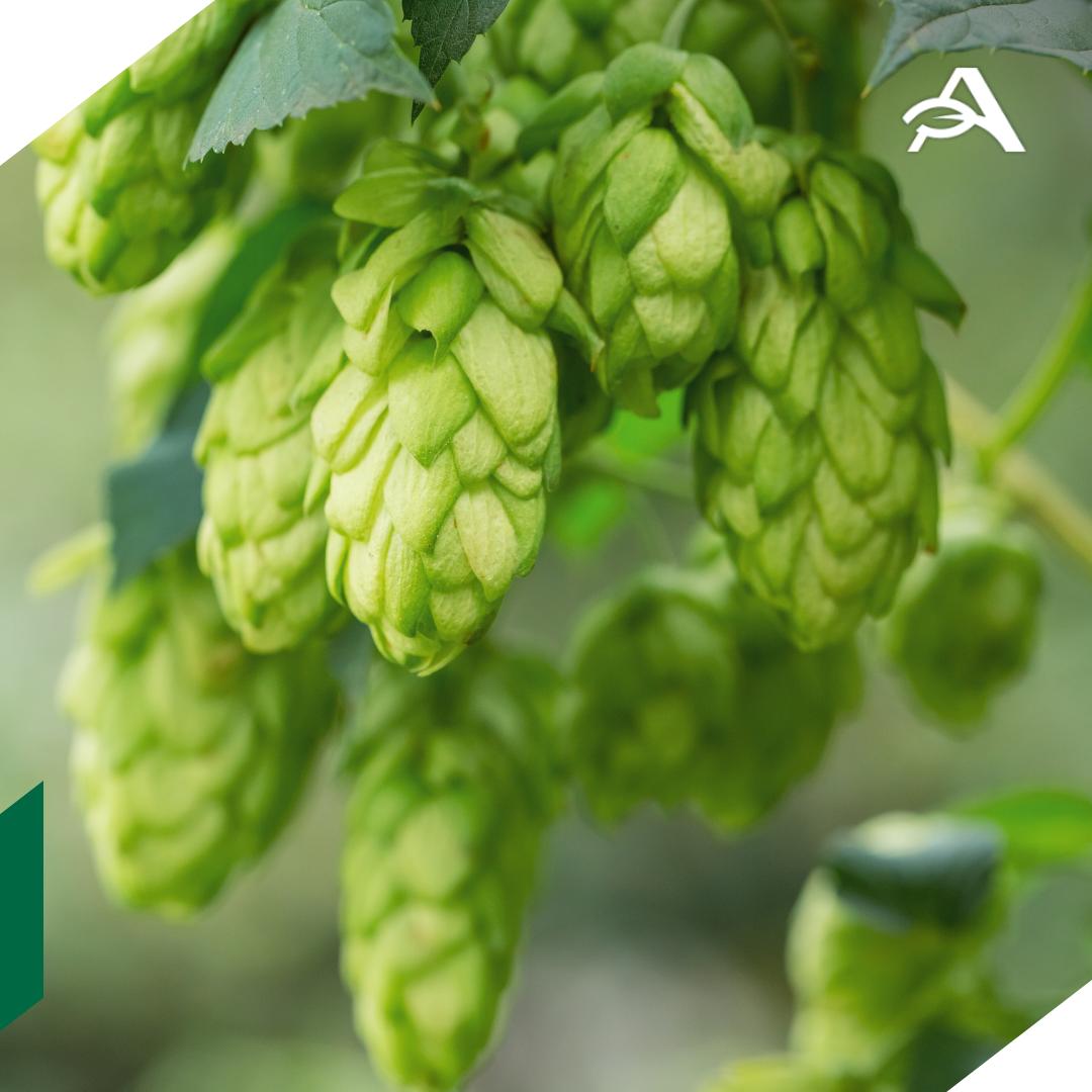 Балтика готовится выпускать хмель для пива под своим брендом Пивоваренная компания 6 ноября подала заявку в Роспатент на регистрацию товарного знака Балтика Агро следует из базы данных Компания создает бренд для дочернего предприятия которое начало выращивать хмель в Чувашии сообщил Известиям представитель Балтики По его словам создание отдельного юрлица и регистрация товарного знака один из этапов развития проекта по импортозамещению сырья для производства пива Балтика подала заявку на регистрацию товарного знака Балтика Агро для восьми классов товаров и услуг дрожжи для пивоварения варка пива обработка и переработка хмелевых шишек выращивание растений Компания уже приобрела в Чувашии действующее хозяйство и заложила 38 га новых хмельников agroexpert Наши каналы