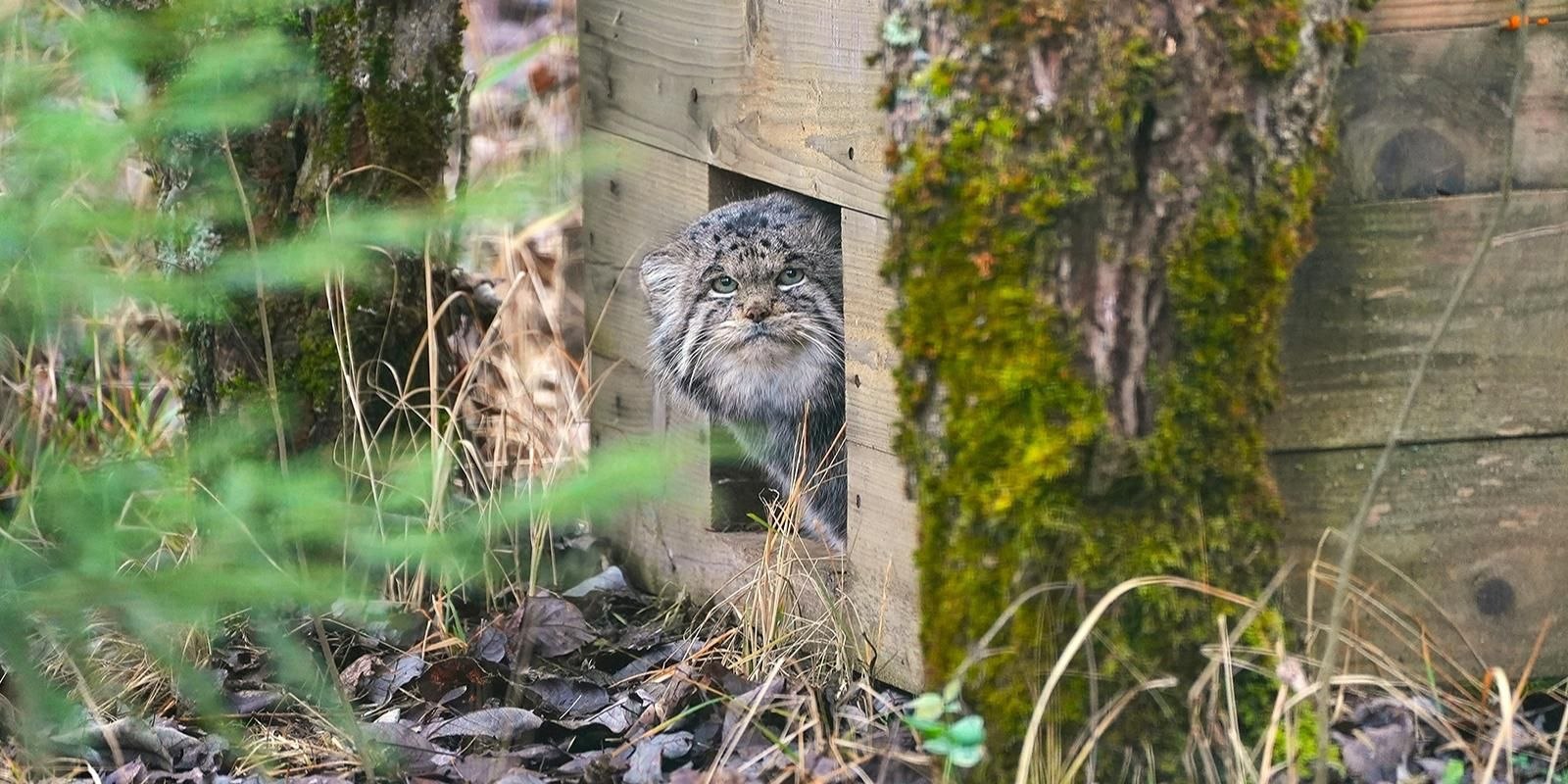 Манул Бабник обитающий в центре воспроизводства редких видов животных Московского зоопарка завершил зажировку и достиг максимального зимнего веса 6 5 килограмма Об этом сообщает портал мэра и правительства Москвы Сейчас хищник получает корм один раз в день около 400 граммов крыс и перепелок По словам генерального директора Московского зоопарка Светланы Акуловой из за возраста обмен веществ у Бабника замедлен поэтому специалисты тщательно контролируют его рацион чтобы избежать переедания Для поддержания здоровья у животного предусмотрены разгрузочные дни дважды в неделю Как уточняют в зоопарке Бабник начал подготовку к зимнему периоду ещё в конце августа когда его вес составлял 4 5 килограмма С наступлением холодов аппетит снизился а интерес к кормлениям уменьшился манул стал чаще находиться во внутреннем вольере С приходом морозов его жилище дополнительно утеплят сеном Бабник родился в 2015 году в Новосибирском зоопарке и в 2017 году переехал в центр воспроизводства Московского зоопарка Он живет в просторном вольере площадью около 500 квадратных метров где сотрудники прячут корм в разных частях территории чтобы сохранять охотничий интерес животного moscowlenta