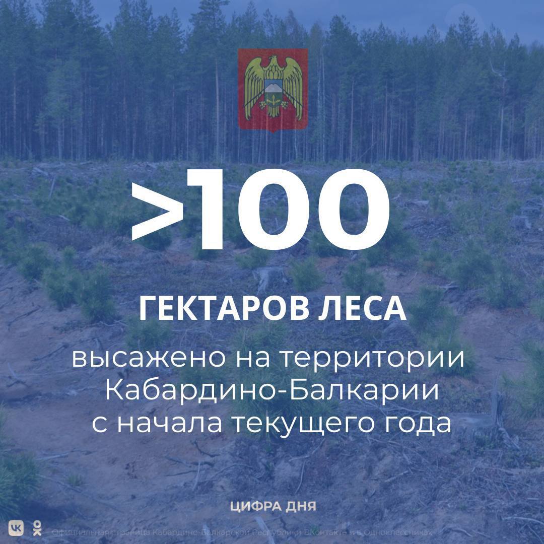 Всего по проекту в текущем году запланирована посадка саженцев лесообразующих молодых деревьев на площади 117 га. Из них уже посажено сеянцев и саженцев на площади 100 гектаров. А остальные 17 будут досажены в осенний период.   Отметим, что весь посадочный материал выращен подведомственным Минприроды КБР питомником «Каббалклесопитомник». Это предприятие в настоящее время полностью обеспечивает регион саженцами для восстановления лесов.  В министерстве природных ресурсов и экологии КБР сообщили, что агротехнический уход за лесными культурами в 2025 году запланирован на площади порядка 1600 гектаров. На сегодняшний день выполнено треть от этого объема. На проведение в регионе лесовосстановительных и агротехнических работ в этом году из федерального бюджета было выделено более 9 миллионов рублей.