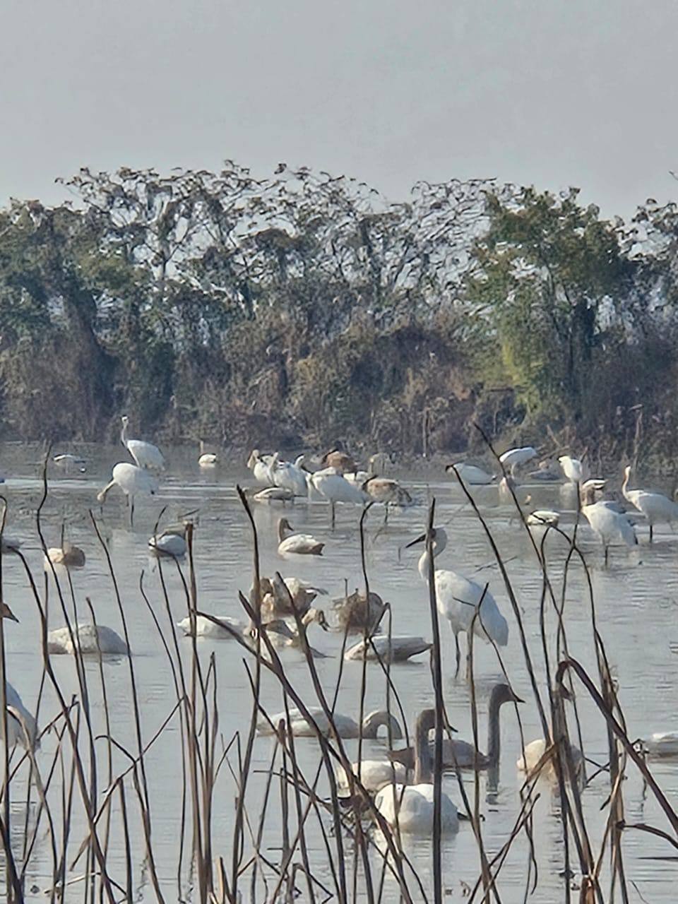 Якутские стерхи зимуют в Китае в национальном природном заповеднике Пойма озера Поянху в провинции Цзянси единаяроссия сахасирэ ольгабалабкина мыработаем якутия арктика экология арктическаяякутия полетстерха Подписывайтесь на канал   t me balabkinaov