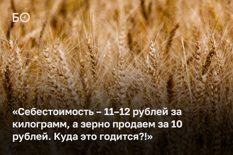 После уборки 36% полей становится ясно — у Татарстана в этом году может случиться рекордный урожай. Урожайность зерновых — по 50–60 ц/га. На сегодня намолочено 1,89 млн т зерна — на 63% больше, чем за аналогичный период прошлого года. Из этого количества пшеница составила 1,33 млн т.    При этом самой лучшей пшеницы, 3-го класса, всего 12%. Пшеницы 4-го класса — 38%, 5-го — 50%. В прошлом же году на долю продовольственного зерна приходилось 60%  20% — пшеница 3-го класса и 40% — 4-го .   «Свою роль сыграли погодные условия — недостаток солнца в период, когда оно было необходимо для созревания, в июне. <...> Соответственно, на белок, клейковину это очень сильно повлияло», — объяснила директор центра оценки безопасности и качества продукции АПК В РТ Татьяна Менликиева. Дождливая погода способствует и распространению болезней. В некоторых партиях было обнаружено заражение спорыньей.   Помимо прочего, сильно снизился экспорт в Европу, так же как и закупочные цены. Кому сельхозпредприятия станут продавать свое хлебное богатство, а также как республика умудрилась экспортировать верблюдов, — в материале.