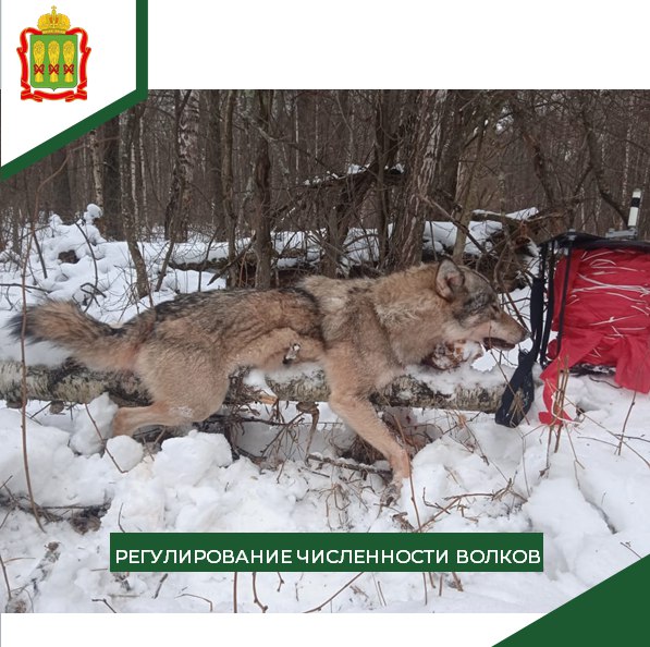 В Лопатинском районе охотники добыли 6 волков Это важный шаг в борьбе за сохранение баланса в природе и предотвращение распространения болезней среди диких животных Совместная работа Минлесхоза Пензенской области охотпользователей и рядовых охотников продолжается Мы делаем всё возможное чтобы защитить здоровье граждан и сохранить экологическое равновесие