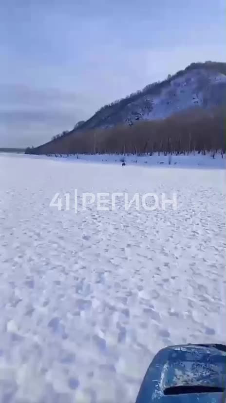 Медвежонок замечен в Вилючинске: местных жителей призывают к осторожности