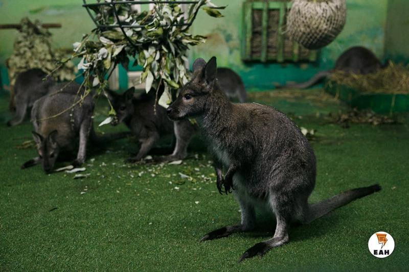 Кенгуру из екатеринбургского зоопарка переехал в приграничный Белгород Представитель кенгуру Беннета сменил прописку и после траснпортировки чувствует себя хорошо Теперь он будет повышать популяцию в дружественном зоопарке Животное было успешно транспортировано в новый дом в соответствии со всеми нормами безопасности и с соблюдением необходимого температурного режима Основная цель перевозки содержание и дальнейшее разведение вида Россельхознадзор подтвердил что при транспортировке нарушений не выявлено EanNews