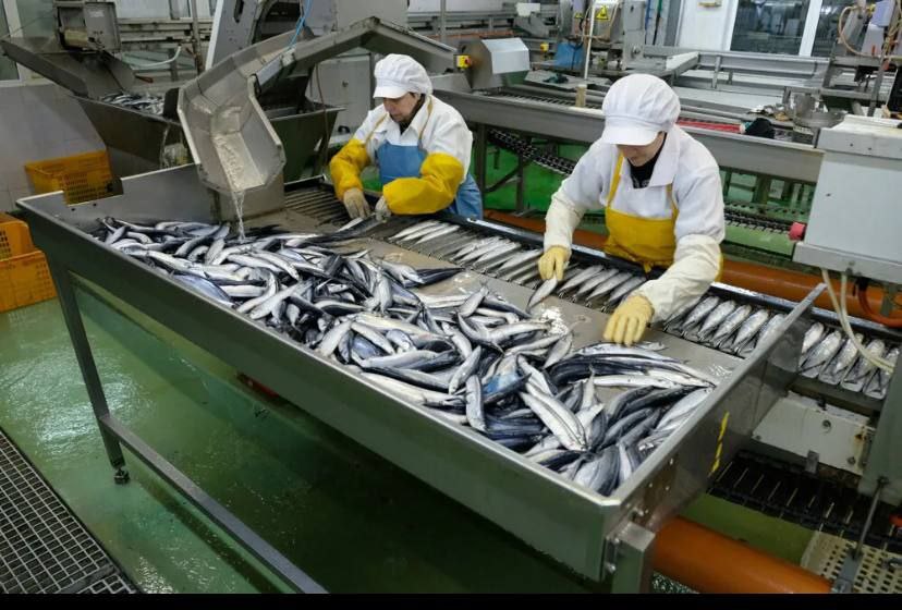 Дагестан установил рекорд по переработке рыбы с начала 2025 года более 4300 тонн что составляет 74 от объёма за 2024 год сообщает Комитет по рыбному хозяйству Рост обусловлен господдержкой ежегодно до 30 предприятий получают субсидии увеличением числа перерабатывающих предприятий с 9 в 2024 до 18 в 2025 расширением холодильных мощностей с 5669 тонн в 2022 году до 6100 тонн в 2025 году и ростом внутреннего туризма в 2024 году 1 8 млн туристов до 2 млн ожидается в 2025 В октябре 2025 года в Кизлярском районе откроется новый завод по глубокой переработке рыбы Также модернизируются действующие цеха включая предприятие в поселке Манас Отмечено что переработка рыбы становится драйвером экономики Дагестана создавая рабочие места и расширяя промышленную базу Ежегодно в регионе добывается 30 40 тысяч тонн рыбы в 2024 году переработано 5300 тонн местного улова и 550 тонн из других регионов
