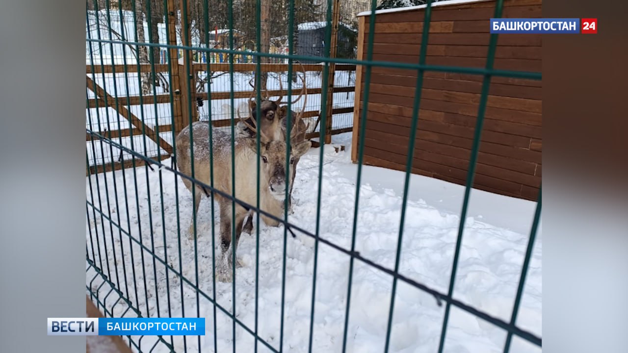 В резиденцию Деда Мороза на площади Ленина в Уфе привезли северных оленей  Резиденция Деда Мороза на площади Ленина в Уфе готовится к открытию и началу своей работы. В изготовленный руками строителей Горзеленхоза вольер в понедельник были привезена и выпущена пара северных оленей. Сейчас животные проходят адаптацию к новым для них условиям содержания, и привыкают к многолюдству. За оленями ухаживает ответственный работник, для которого установлена декоративная бытовка – домик. Животные употребляют в пищу специфический корм — ягель  олений мох , запасы которого были привезены вместе с оленями, и позволят им комфортно провести в резиденции новогодние праздники.  Подписаться   Сообщить новости