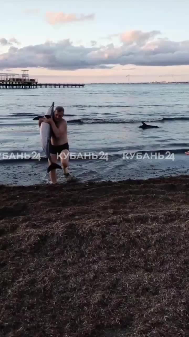 Детеныш дельфина погиб на мели в Анапе, второй получил помощь