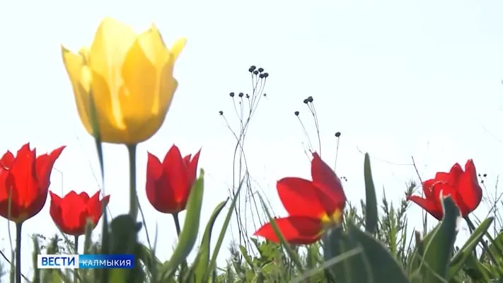 Туристы стали чаще оставаться с ночевкой в Калмыкии в дни фестиваля тюльпанов Такие данные приводит один из федеральных операторов сотовой связи Подавляющее число гостей региона более 60 приезжали в апреле на один день В формате тура на нескольких суток Калмыкию посетили 39 Самыми посещаемыми территориями стала степная часть заповедника Черные земли Чаще всего полюбоваться тюльпанами приезжали туристы из соседних регионов и Москвы Быть в курсе Прислать новость Также подписывайтесь на наш новостной канал в MAX Вести Калмыкия