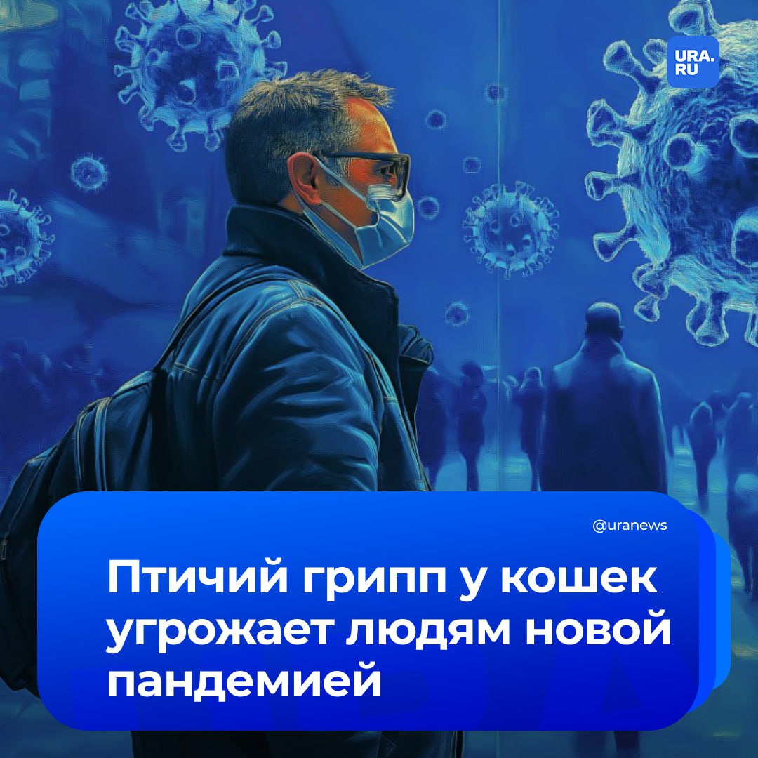Из-за кошек миру грозит пандемия, сравнимая с черной оспой. Для борьбы с болезнью нужно уже сейчас создавать вакцину, заявил директор НИЦ эпидемиологии и микробиологии Александр Гинцбург. «Вероятность перехода вируса птичьего гриппа от кошек, которые сейчас массово заражаются в США и Европе, к человеку очень высока... Учитывая заразность и тяжесть патогена, вызванная им эпидемия может быть сравнима с черной оспой, поэтому в России нужно создать прототип вакцины», — заявил Гинцбург «Известиям». Он отметил, что готовый прототип вакцины позволит в течение трех-четырех недель обеспечить препаратами всю страну и предотвратить масштабную эпидемию. Однако в настоящее время такие работы в Центре Гамалеи не ведутся, а единой госпрограммы по созданию вакцины нет. По данным Европейского агентства по безопасности пищевых продуктов, только за первые три месяца 2025 года заразилось больше животных, чем за весь предыдущий период. Ученые отмечают, что вирус гриппа способен изменять свою структуру при переходе между видами животных, что увеличивает риск появления новых патогенных вариантов, способных передаваться человеку.