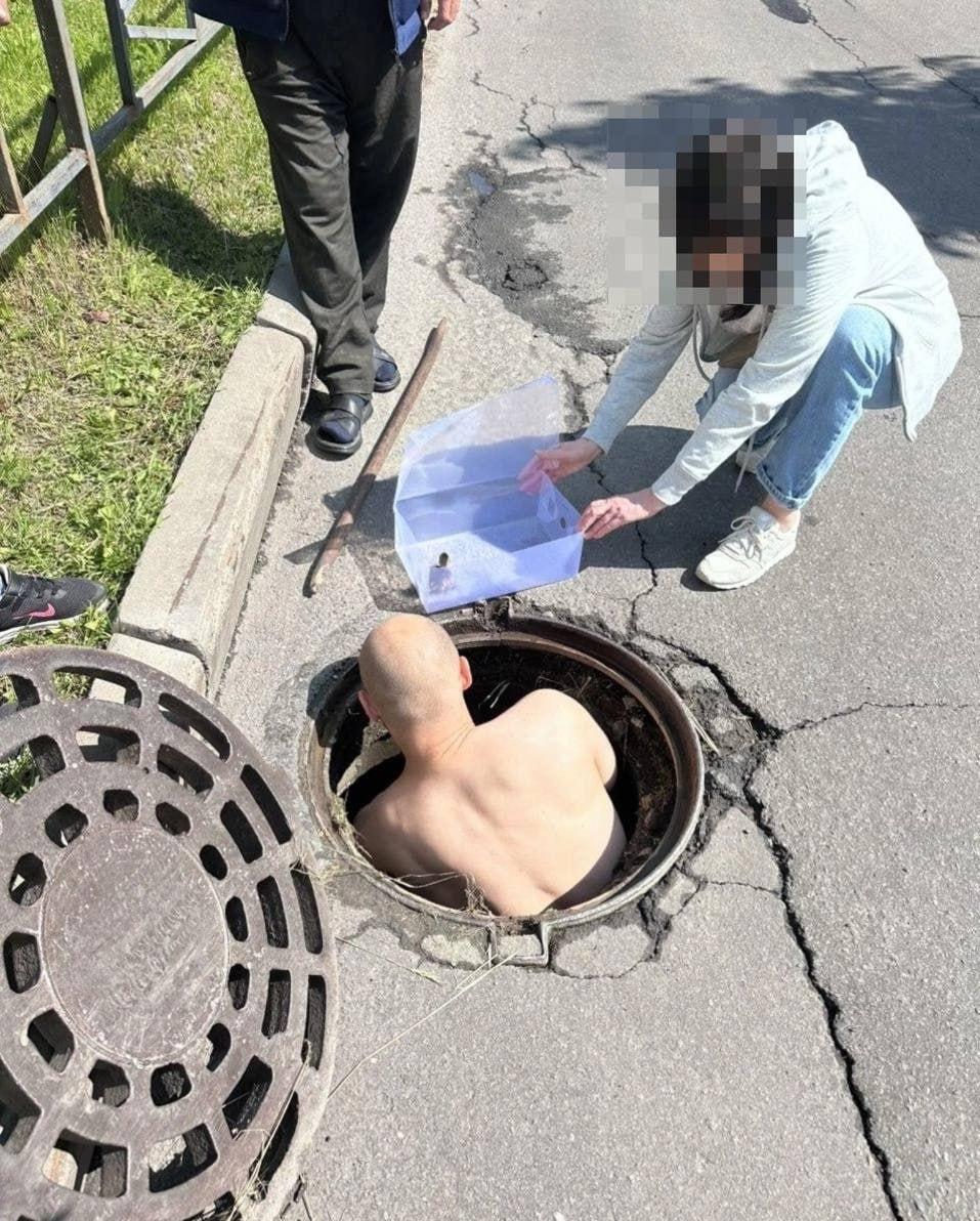 Утят спасли из люка на Богатырском проспекте — малыши провалились внутрь, а мама-утка звала на помощь. Прохожие вскрыли крышку ломом, достали утят и отвели всю семейку к пруду. Эй, Питер!