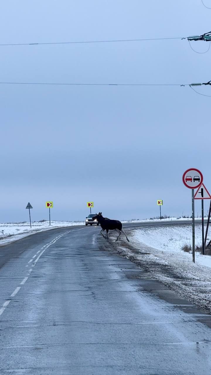 Лося заметили на трассе в Ульяновской области.  Он перебегал дорогу прямо на глазах у водителей.  Будьте осторожны, особенно в непогоду и ночное время суток.  Расскажите в комментариях, вы встречали диких животных на дороге?    Фото: Ульяновск с высоты    Подписаться   Прислать новость