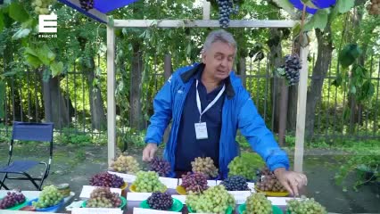 Фермер из Бурлаку победил в конкурсе Гроздь гигант на фестивале винограда в Кагульском районе