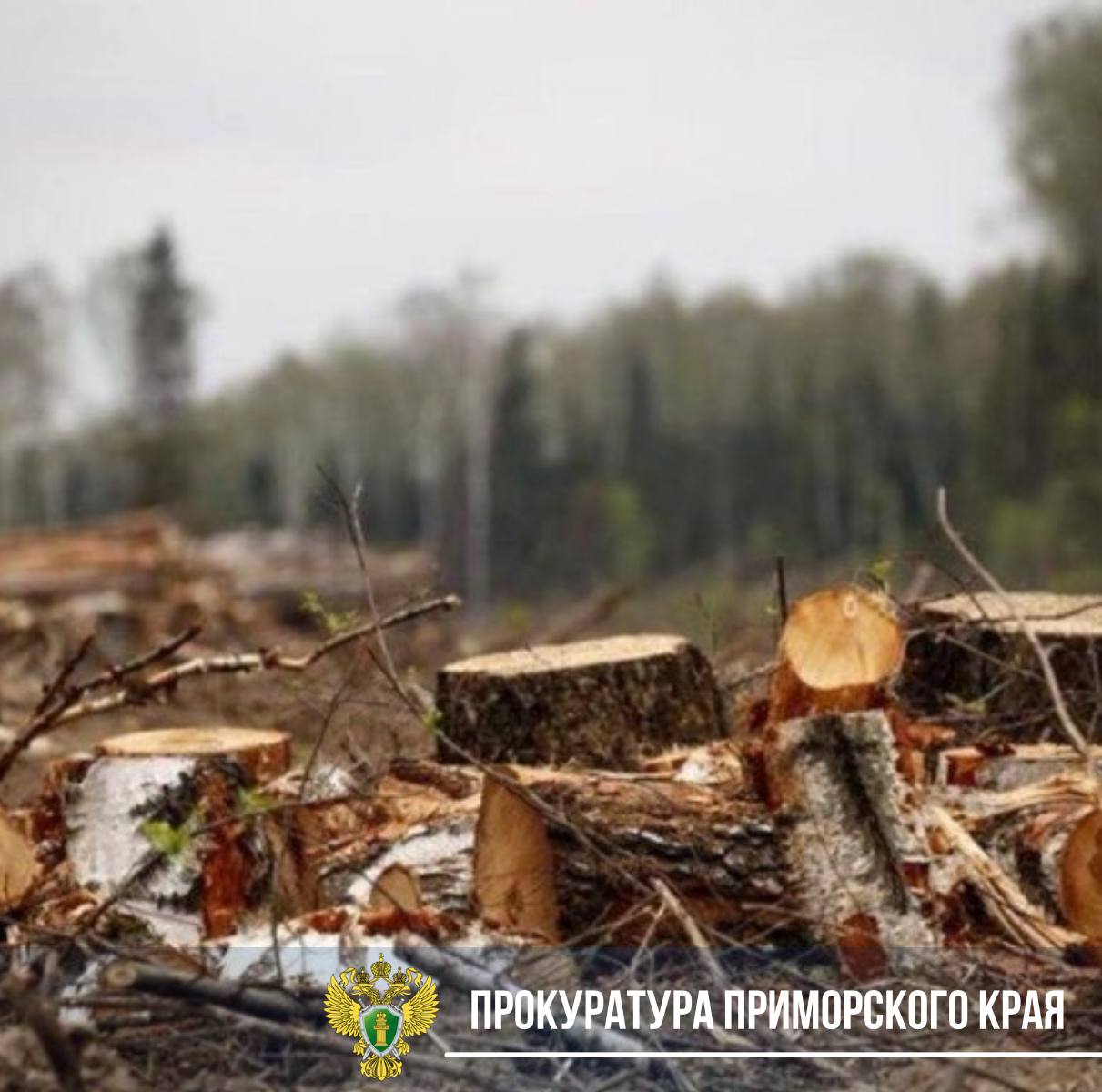 Во Владивостоке перед судом предстанет генеральный директор золоторудной компании, незаконно вырубивший лес в Партизанском районе Заместитель прокурора края Степан Тюкавкин утвердил обвинительное заключение по уголовному делу в отношении 70-летнего жителя г. Владивостока. Он обвиняется в совершении двух преступлений, предусмотренных ч. 3 ст. 260 УК РФ незаконная рубка лесных насаждений, совершенная в особо крупном размере и п. «г» ч. 2 ст. 260 УК РФ незаконная рубка лесных насаждений, совершенная в крупном размере . ℹ Установлено, что генеральный директор в интересах компании, осуществляющей в Приморском крае добычу руды и драгоценных металлов, в период с июня по июль 2023 года незаконно срубил деревья различных пород, причинив государству особо крупный ущерб. В рамках обеспечительных мер по уголовному делу наложен арест на спецтехнику компании и автомобиль «Lexus GX460» обвиняемого. Министерство лесного хозяйства, охраны окружающей среды, животного мира и природных ресурсов Приморского края направило на рассмотрение иск на сумму причиненного ущерба - 951 тыс. рублей. В отношении фигуранта избрана мера пресечения в виде запрета определенных действий. Уголовное дело направлено в Партизанский районный суд для рассмотрения по существу.