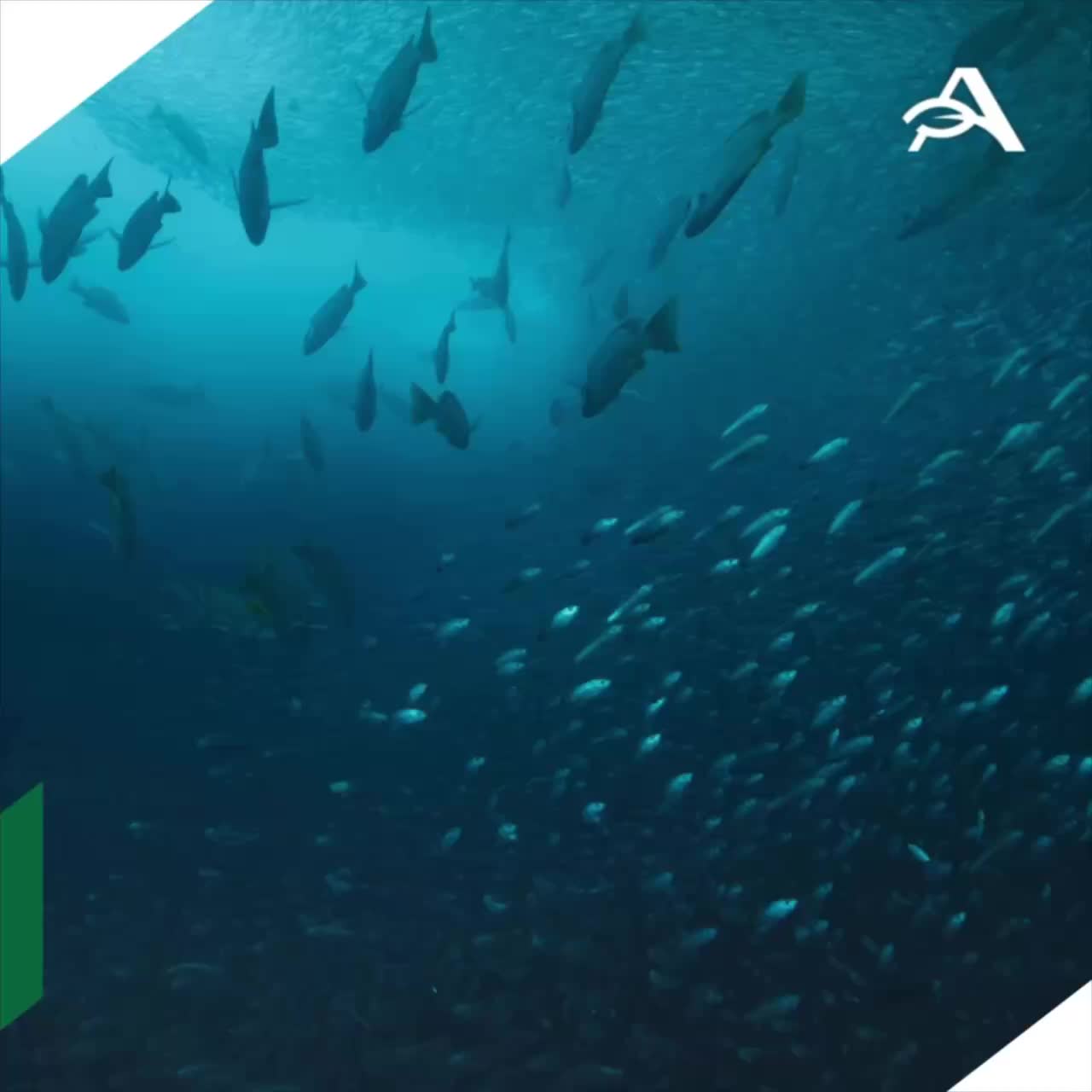 Росрыболовство прогнозирует возобновление промысла осетровых в Азовском море