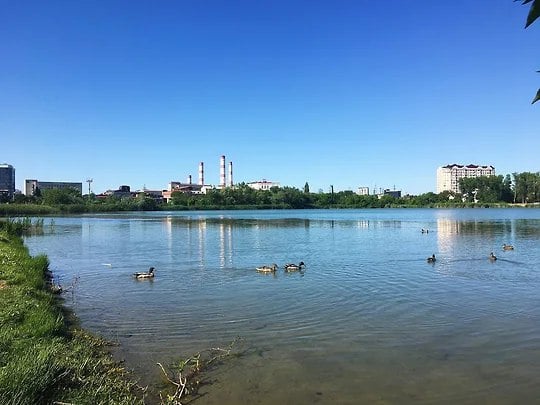 В Краснодаре на озере Старая Кубань нашли мертвую чомгу со следами мазута  Кадры с погибшей птицей и местом, где ее нашли, жители города опубликовали в соцсетях. Судя по видео, чомга плавала возле камышей вверх лапами, она частично покрыта нефтепродуктами. В минприроды Кубани заявили, что на место выехали специалисты ведомства.    Подписывайтесь на «Ъ-Кубань-Черноморье»