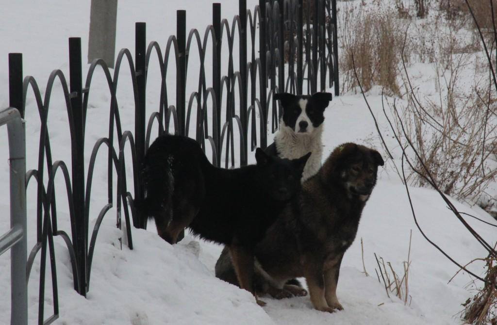 В Копейске продолжается отлов бродячих собак  На прошлой неделе в Копейском городском округе вновь остро встал вопрос отлова бездомных собак.   Для решения этой проблемы было организовано совместное совещание с подрядчиками, которые занимаются отловом животных.   За неделю отловлено 24 особи: 10 — в посёлке Калачёво, 4 — в районе Горняка и остальные — на Новостройке.  Всего с начала действия контракта поступила 71 заявка, из которых отработано 30.   Основная сложность заключается в том, что многие животные оказываются чипированными.   В настоящее время подрядчики выезжают на заявки три раза в неделю.   Если животное не обнаружено на месте, организуются повторные выезды для контроля ситуации.  На данный момент в работе остается более 30 заявок.   Администрация призывает граждан сообщать о случаях скопления бездомных животных и напоминает, что только совместные усилия власти и жителей помогут сделать город безопаснее и комфортнее для всех.  Реклама    Erid: 2W5zFGpBwsv