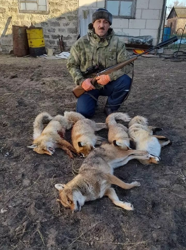 Шакалы терроризируют жителей Чертковского района Ростовской области. Об этом пишет RostovGazeta.   Хищники регулярно заходят в населенные пункты, роются в мусорных контейнерах в поисках пищи и вызывают беспокойство у местных жителей.  По словам природоохранного активиста Василия Гулина, с начала охотничьего сезона в ноябре 2024 года в районе было отстреляно более 60 шакалов и четыре волка.     Подписаться   Прислать новость