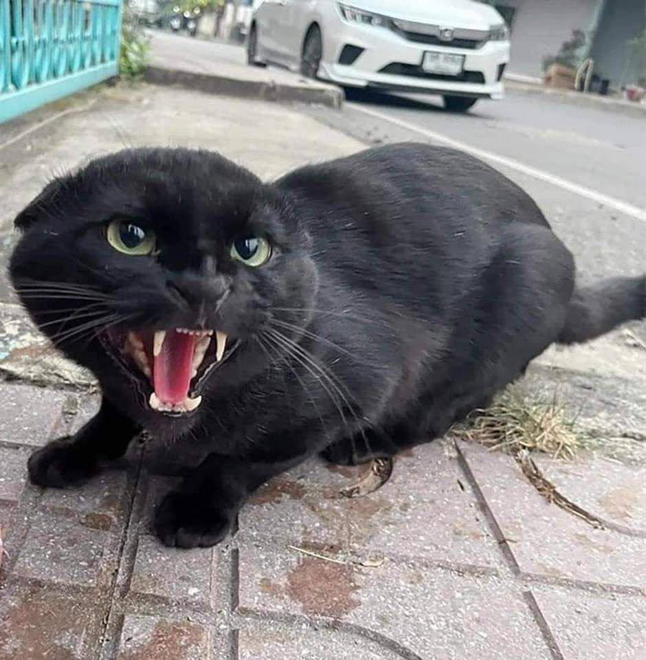 Кошки считают мужчин идиотами учёные Исследование показало что кошки мяукают на мужчин в 2 5 раза чаще из за отчаяния пушистые меньше надеются что мужчины сразу поймут их сигналы К женщинам кошки напротив относятся гораздо мягче дамы чаще имитируют мяуканье и быстрее считывают потребности животных поэтому кричать на них кошкам не требуется Порадуйте кошатников