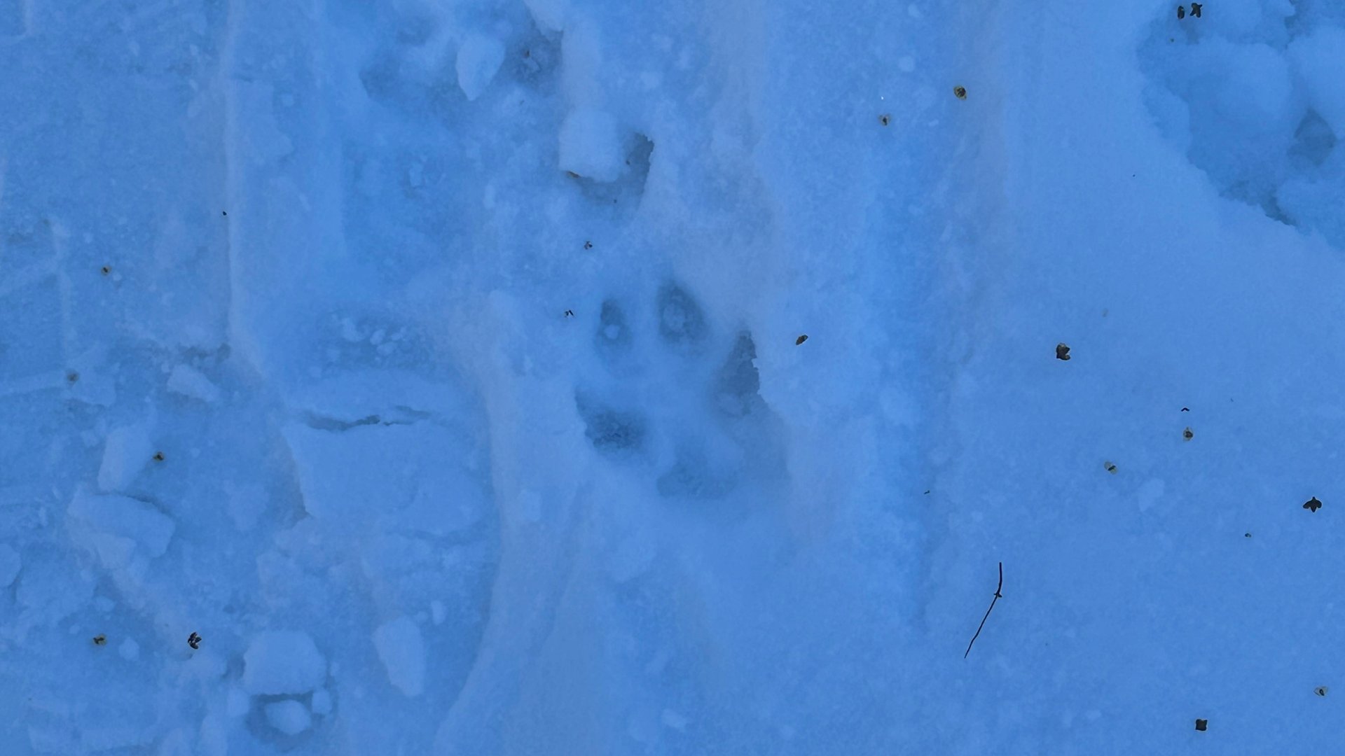 Тело мужчины обглоданное животными нашли в Бийске Труп мужчины обнаружили на выезде из города По внешним признакам тело было обглодано диким животным В Следкоме Алтайского края рассказали Катунь 24 что следов насильственной смерти на теле нет Известно что погибший числился как без вести пропавший Эксперты проводят доследственную проверку назначена судебно медицинская экспертиза По результатам проверки будет принято процессуальное решение