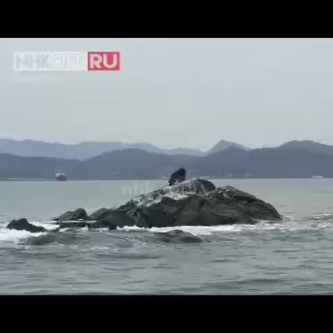 Спасение собаки Барона: пёс провёл сутки на рифе у маяка Астафьева