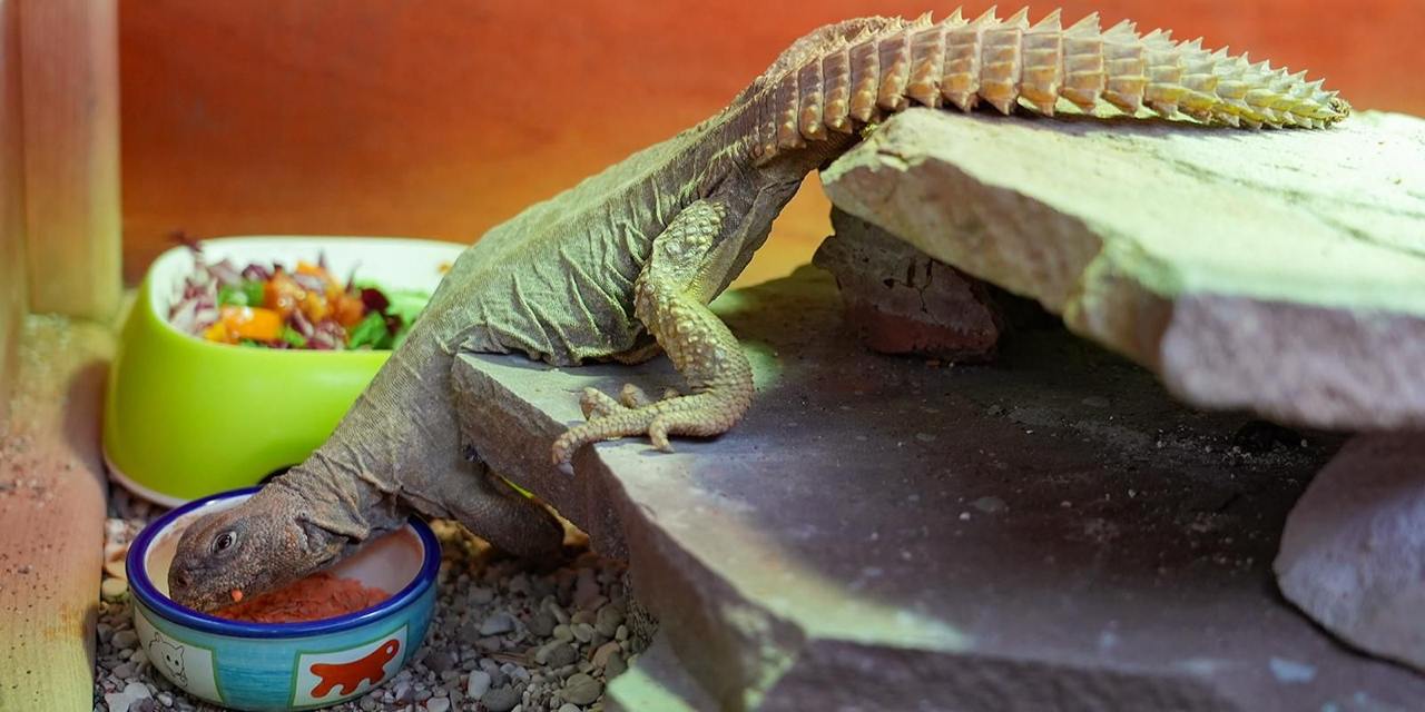 В Московском зоопарке появилась пара египетских шипохвостов Самца и самку разместили в служебном помещении террариума сообщает сайт мэра столицы Их рацион состоит из свежей зелени нежирной зерновой смеси а также из насекомых и небольшого количества грызунов В природе эти ящерицы могут достигать в длину 75 см а весить до 2 кг При этом она практически не нуждаются в воде так как получают её из конденсата или зарываются в мокрый песок Отмечается что египетские шипохвосты редко содержатся в зоопарках для комфорта им необходимо обеспечить террариум определенного размера ультрафиолет сухой воздух и температуру в районе 25 30 градусов Фото пресс служба Департамента культуры города Москвы Подписаться на Говорит Москва Telegram VK MAX