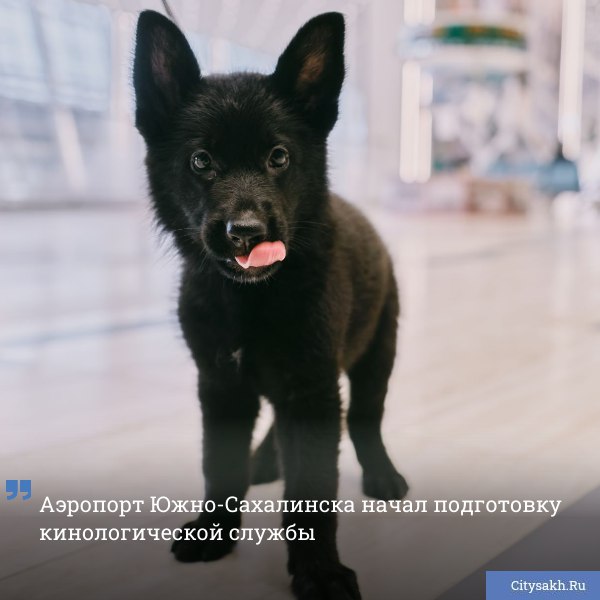 Впервые на Сахалине создается кинологическая служба при транспортном предприятии — четыре специально обученных собаки вскоре начнут патрулировать территорию аэровокзала и помогать в обеспечении безопасности пассажиров.