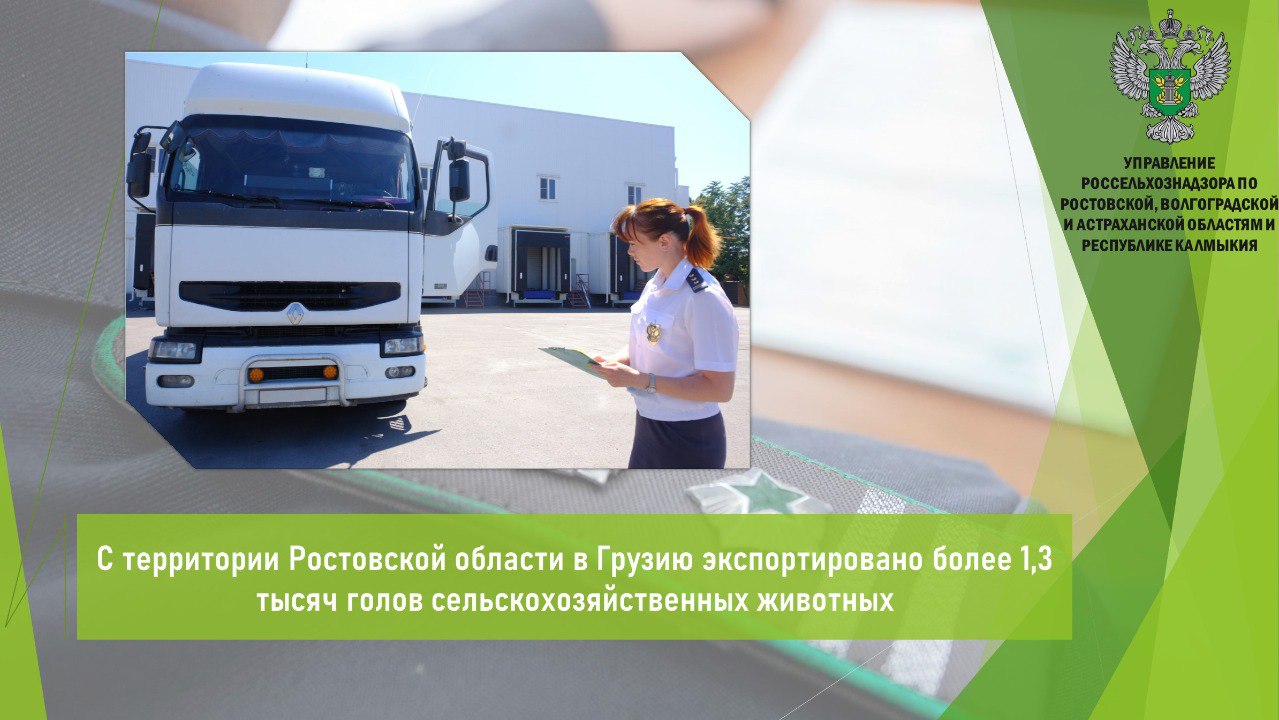 Управлением Россельхознадзора в период с 2 по 6 июня 2025 года в местах полного таможенного оформления Ростовской области проведен ветеринарный контроль в отношении 10 партий сельскохозяйственных животных крупный рогатый скот - 90 голов, свиньи убойные 1,3 тыс. голов , предназначенных на экспорт в Грузию. Экспортируемые сельскохозяйственные животные клинически здоровы и выпущены с территории, свободной от заразных и особо опасных болезней животных. Разрешение на вывоз выдано Россельхознадзором в автоматизированной системе «Аргус». #Ветеринарный_надзор #Ввоз_вывоз_транзит #Экспорт Открыть полный текст