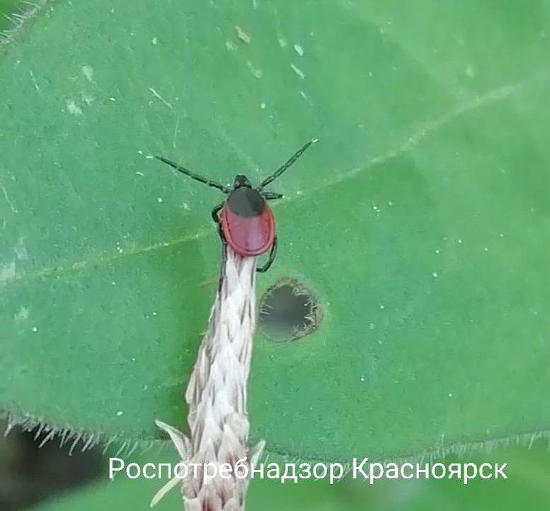 Школьник заболел эрлихиозом после отдыха в Хакасии Второй случай заболевания эрлихиозом зарегистрировали в этом году в Красноярском крае, сообщили в Роспотребнадзоре. Диагноз поставили 9-летнему мальчику, которого укусил клещ во время отдыха в Хакасии. Эрлихиоз – это инфекционное заболевание, вызываемое бактериями рода Ehrlichia, и передающееся через укусы клещей. Заболеванию подвержены люди любого возраста. Симптомы эрлихиоза включают лихорадку, озноб, головную и мышечную боль, тошноту. Заболевание обычно проявляется через 1-2 недели после укуса зараженного клеща. По данным Роспотребнадзора, на прошлой неделе с жалобами на присасывание клещей обратились 80 жителей края, из них 6 – дети. Всего с начала сезона клещи покусали практически 14 тысяч человек.