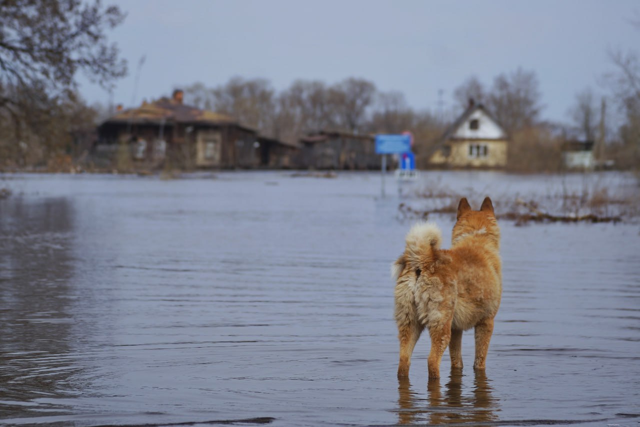 Зафиксирован резкий подъем воды В результате сильных осадков в верховьях реки Алдан зафиксирован резкий подъем уровня воды - за сутки у гидропоста Суон-Тит показатель вырос на 506 сантиметров. По состоянию на утро 12 июля уровень воды у Томмота составляет 280 сантиметров, однако в ближайшие двое суток ожидается его рост до 600-680 сантиметров опасная отметка — 820 сантиметров . В ближайшие дни на участке Алдана от Чагды до Крест-Хальджая уровни растут со скоростью 20-115 сантиметров в сутки. С 13 по 17 июля ожидается новая волна паводка из-за поступления вод притоков Тимптон, Учур, Томпо . На Олекме прогнозируется резкий подъем воды на 2-3,5 метра с 13 по 15 июля с выходом на пойму и затоплением прибрежных сельхозугодий. Фото: Булатов Алексей