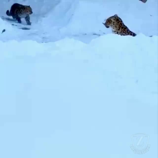 В Приморье житель обнаружил двух леопардов во дворе