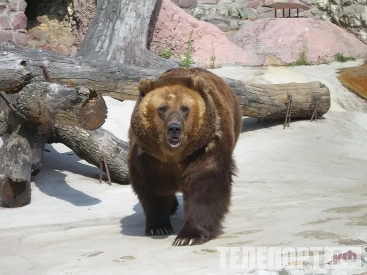 Охота на медведей завершается в Приамурье В Амурской области подходит к концу охота на бурого медведя. Сезон стартовал 21 марта и закончится 31 мая. По данным последних учетов, в регионе проживают более 13 тысяч косолапых. Региональное управление по охране животного мира напомнило охотникам о необходимости своевременно передавать сведения о добытых животных по каждому имеющемуся разрешению. Информацию нужно предоставить по месту получения разрешения. Сроки представления: на птиц и пушных зверей - не позднее 20 дней после завершения сезона охоты; на копытных и медведя - не позднее 10 дней после добычи, ранения животного или окончания срока охоты. "Несвоевременное предоставление сведений является основанием для отказа в получении нового разрешения", - отметили специалисты. ТЕЛЕПОРТ.РФ – здесь все об Амурской области Написать нам