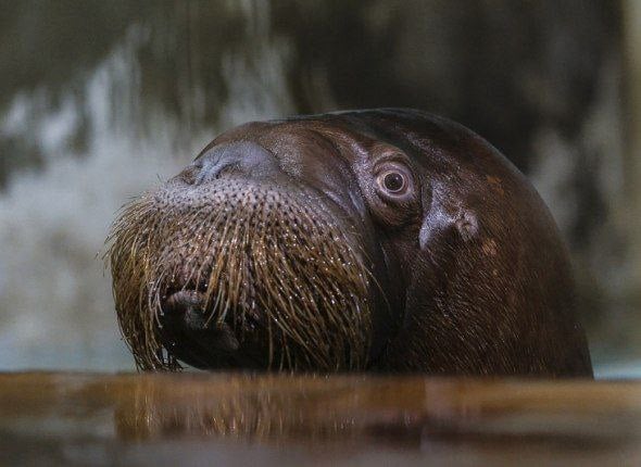 Тихоокеанский морж будет включен в Красную книгу Камчатского края  Министерство природных ресурсов региона подготовило новую редакцию перечня редких видов, занесенных в Красную книгу Камчатского края. Обновленный список включает 437 наименований, среди которых будет тихоокеанский морж, обитающий в прибрежных водах Олюторского района.   В последние десятилетия наметилась общая тенденция миграции большей части моржей из Берингова в Чукотское море. Помимо глобальных причин, на катастрофическое снижение численности животных в прикамчатских водах существенно влияет браконьерство: за последние 25-30 лет моржи исчезли с большинства камчатских лежбищ. Все эти годы не прекращается преследование животных со стороны браконьеров, а эффективность охраны лежбищ моржей снизилась.    Подробнее    KamchatkaMedia   Прислать новость