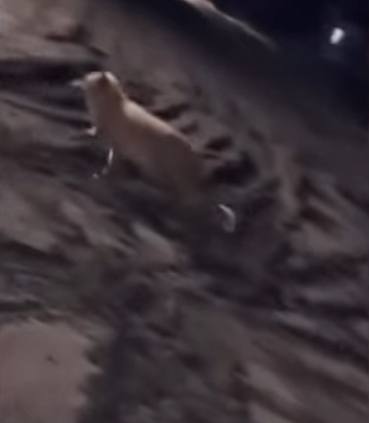 Дикие животные держат в страхе село на севере Казахстана Они нападают на домашних питомцев и людей Одна лиса едва не искусала 10 летнего ребёнка чудом школьнику удалось спастись Агрессивная лиса напала на Амирхана Советова когда он возвращался домой из школы По словам матери ребёнок до сих пор в шоке и боится выходить на улицу Женщина не знает как теперь отправлять его в школу ведь возможности встречать его после уроков нет Страшно лисы бродячих собак кусают А потом эти бездомные животные на людей кидаются А если заразят бешенством Кто за это ответит Сколько людей должно пострадать чтобы власти что то сделали задается вопросами житель села Бесколь Серик Жумагулов После жалоб жителей специалисты провели дезинфекцию а биоматериалы пострадавших животных отправили в лабораторию Бешенство не подтвердилось В местах нор лис и корсаков специально выставляем приманки более 3 000 доз Это поедают и получают вакцину против бешенства Лис корсаков отстреливать запрещено Численность не регулируется Три года назад был последний случай бешенства Новокаменка Архангелка сообщил директор ветеринарной станции Кызылжарского района Ербол Багенов